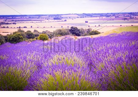 Lavender Fields In The Landscape, United Kingdom