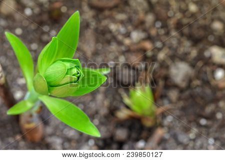 Little Lily Flower Sprout