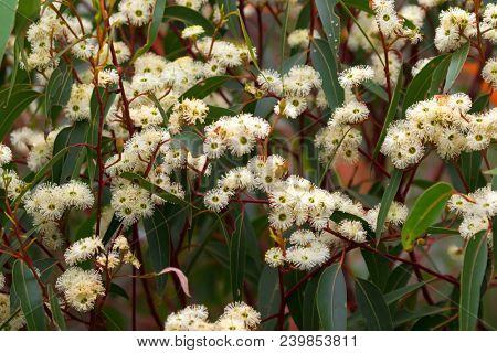Eucalyptus gum flowers blossoming during summer in Western Australia