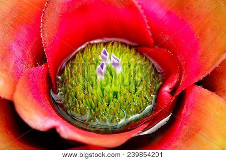 Closeup Colorful Bromeliad (bromeliaceae) Plant Background With Flower