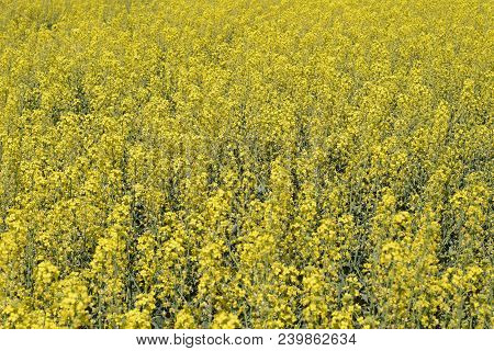 Rapeseed Field. Background Of Rape Blossoms. Flowering Rape On The Field