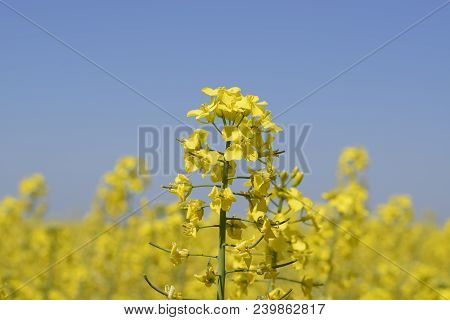 Rapeseed Field. Yellow Rape Flowers, Field Landscape. Blue Sky And Rape On The Field