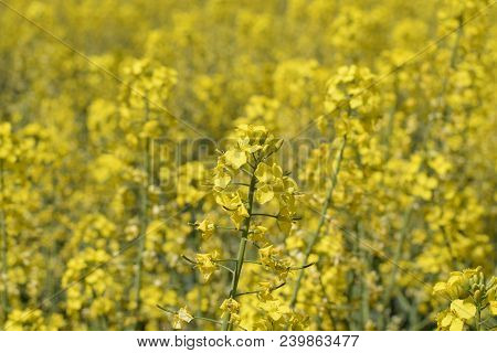 Rapeseed Field. Background Of Rape Blossoms. Flowering Rape On The Field