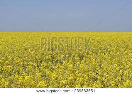 Rapeseed Field. Yellow Rape Flowers, Field Landscape. Blue Sky And Rape On The Field