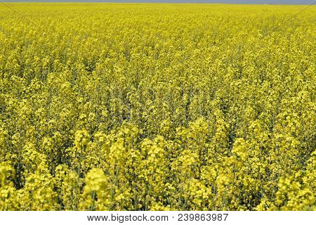 Rapeseed Field. Background Of Rape Blossoms. Flowering Rape On The Field