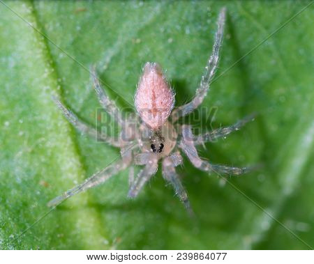 White Spider On The Green Leaf