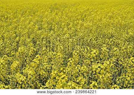 Rapeseed Field. Background Of Rape Blossoms. Flowering Rape On The Field