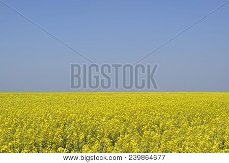 Rapeseed Field. Yellow Rape Flowers, Field Landscape. Blue Sky And Rape On The Field