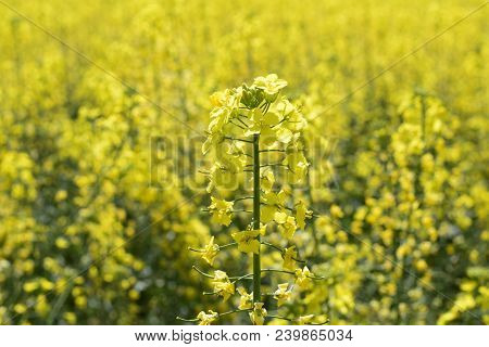 Rapeseed Field. Background Of Rape Blossoms. Flowering Rape On The Field