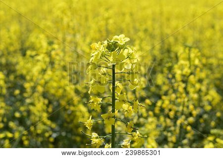 Rapeseed Field. Background Of Rape Blossoms. Flowering Rape On The Field