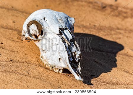 Close Up Skull Of Sheep Lying In Sand In Desert. Murraine Or Famine Concept