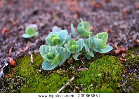 Hylotelephium Ewersii Growing On The Rock Among The Moss