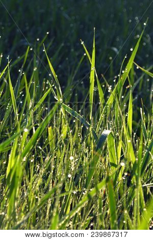 Wet Grass At Dawn With Dew Drops