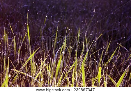 Wet Grass At Dawn With Dew Drop