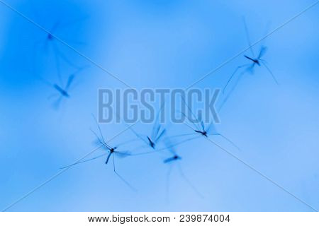 A Flock Of Mosquitoes Flies In The Sky. Mosquitoes Close-up. Flying Insects. Insects Are Dancing