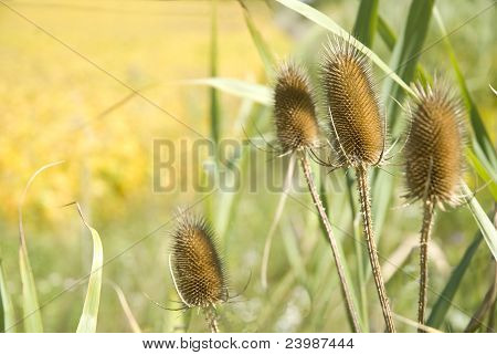 Bullrush In de herfst
