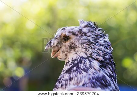 English Fantail Pigeon Closeup, The Background Is Blurred