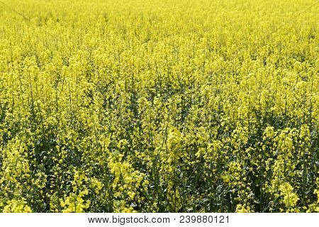 Rapeseed Field. Background Of Rape Blossoms. Flowering Rape On The Field
