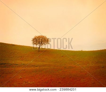 evenin alone tree on meadow