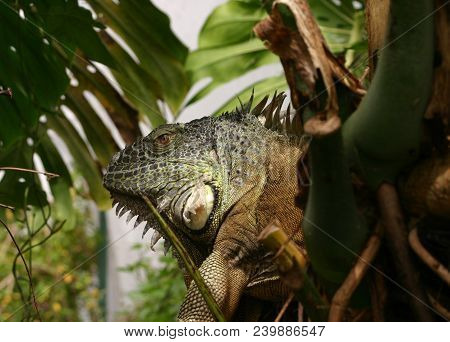 A Large Igunana Surveying The Green Foliage