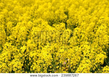Rapeseed Field. Background Of Rape Blossoms. Flowering Rape On The Field