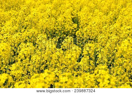 Rapeseed Field. Background Of Rape Blossoms. Flowering Rape On The Field
