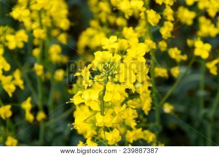 Rapeseed Field. Background Of Rape Blossoms. Flowering Rape On The Field