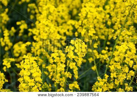 Rapeseed Field. Background Of Rape Blossoms. Flowering Rape On The Field