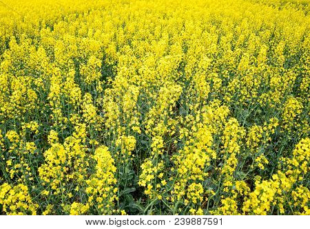 Rapeseed Field. Background Of Rape Blossoms. Flowering Rape On The Field