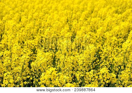 Rapeseed Field. Background Of Rape Blossoms. Flowering Rape On The Field