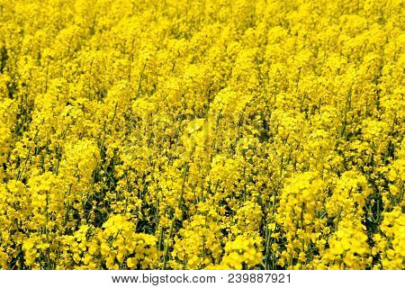 Rapeseed Field. Background Of Rape Blossoms. Flowering Rape On The Field