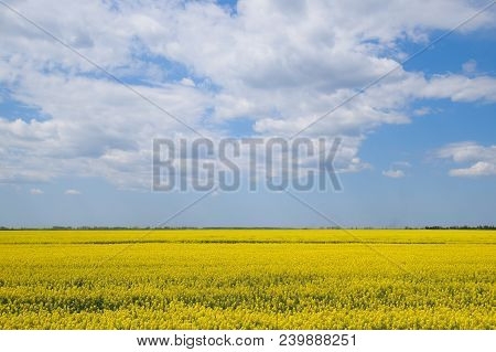 Rapeseed Field. Yellow Rape Flowers, Field Landscape. Blue Sky And Rape On The Field