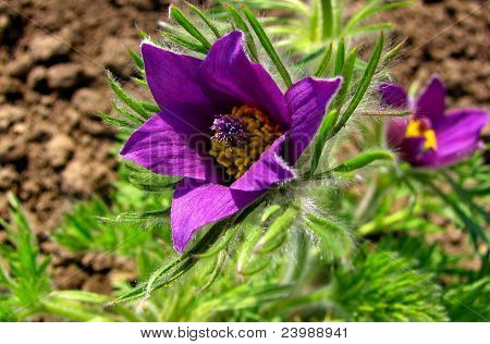 Pasqueflower