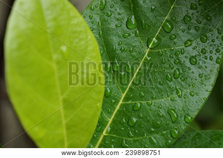 Green Jack Fruit Leaf With Water Drop.