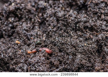 Small Red Worm On Rich Dark Earth