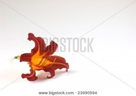 Fioritura del giglio di bronzo