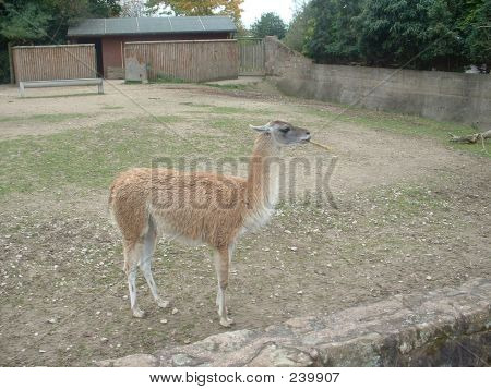 A Lama Smoking A Cigar?????