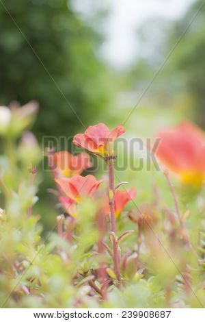 Flower Of Common Purslane, Verdolaga, Pigweed, Little Hogweed, Pusley (portulaca Oleraceax) In The G