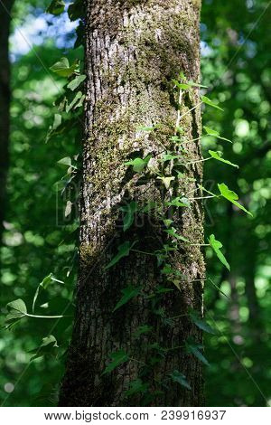 Green Ivy Braided By Suckers Over The Bark Of An Old Tree In The Forest