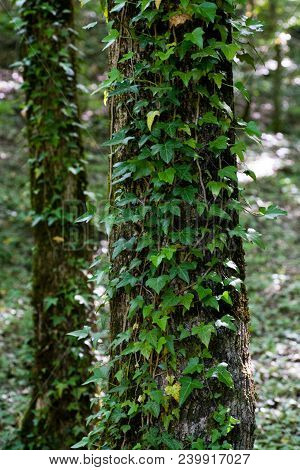 Green Ivy Braided By Suckers Over The Bark Of An Old Tree In The Forest