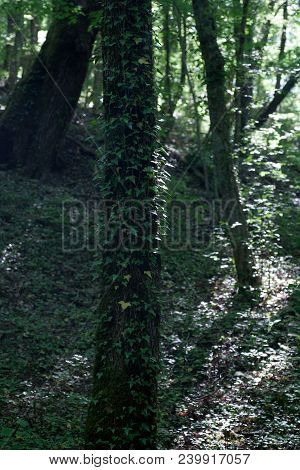 Green Ivy Braided By Suckers Over The Bark Of An Old Tree In The Forest