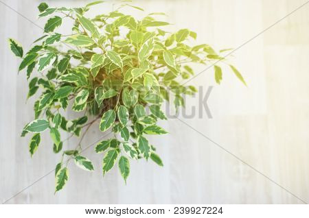 Ficus Benjamina. Decorative Flower, At Window Selective Focus