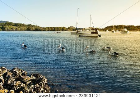 Pelicans And Boats On Myall Lake In Australia.