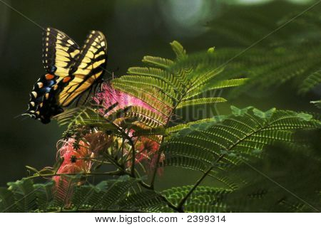 Papillon tigré du mâle & Mimosa