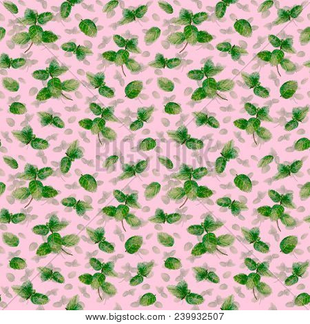 Mint Herb Spice Leaves Seamless Pattern On Light Pink Background. Watercolor Hand Drawn Botanical Il