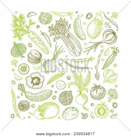 Vegetable Hand Drawn Vintage Vector Illustration. Vegetarian Set Of Organic Products. Can Be Used Fo