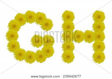 Floral Letters G, H Isolated On White Background. Latin Alphabet Made Up Of Alife Real Yellow Flower
