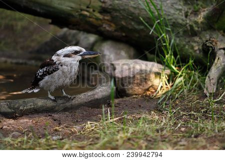 Close-up Portrait Of A Laughing Kookaburra Bird. Photography Of Wildlife.