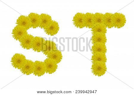 Floral Letters S, T Isolated On White Background. Latin Alphabet Made Up Of Alife Real Yellow Flower