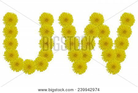 Floral Letters U, W Isolated On White Background. Latin Alphabet Made Up Of Alife Real Yellow Flower